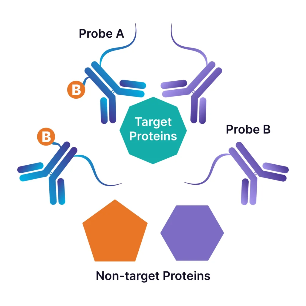 Antibody probes and target protein bind to form an immunocomplex